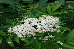 Sambucus canadensis